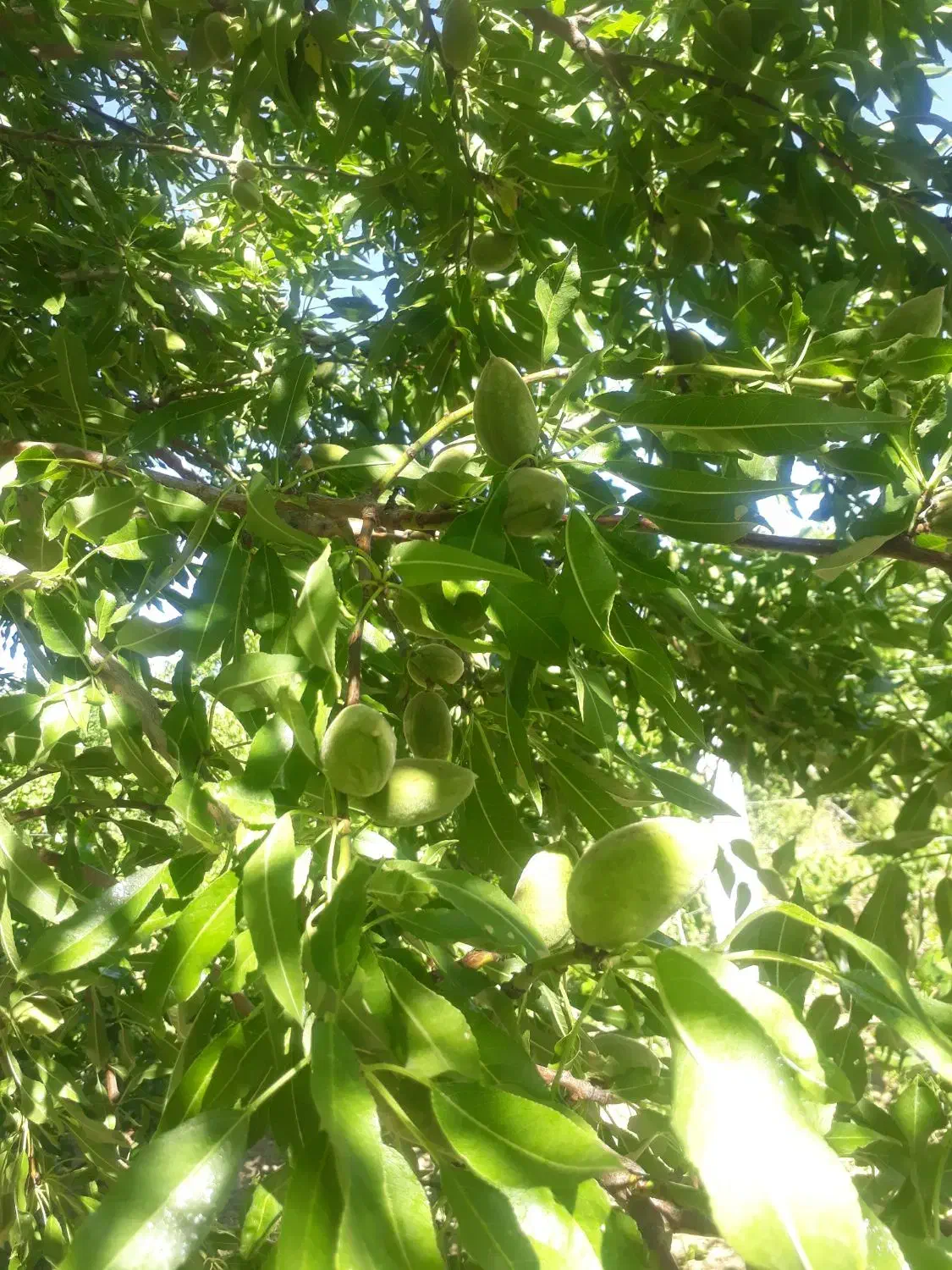 فروش فوری وزیرقیمت باغچه به متراژ هزاروصدمتر|فروش زمین و ملک کلنگی|انزل, |دیوار