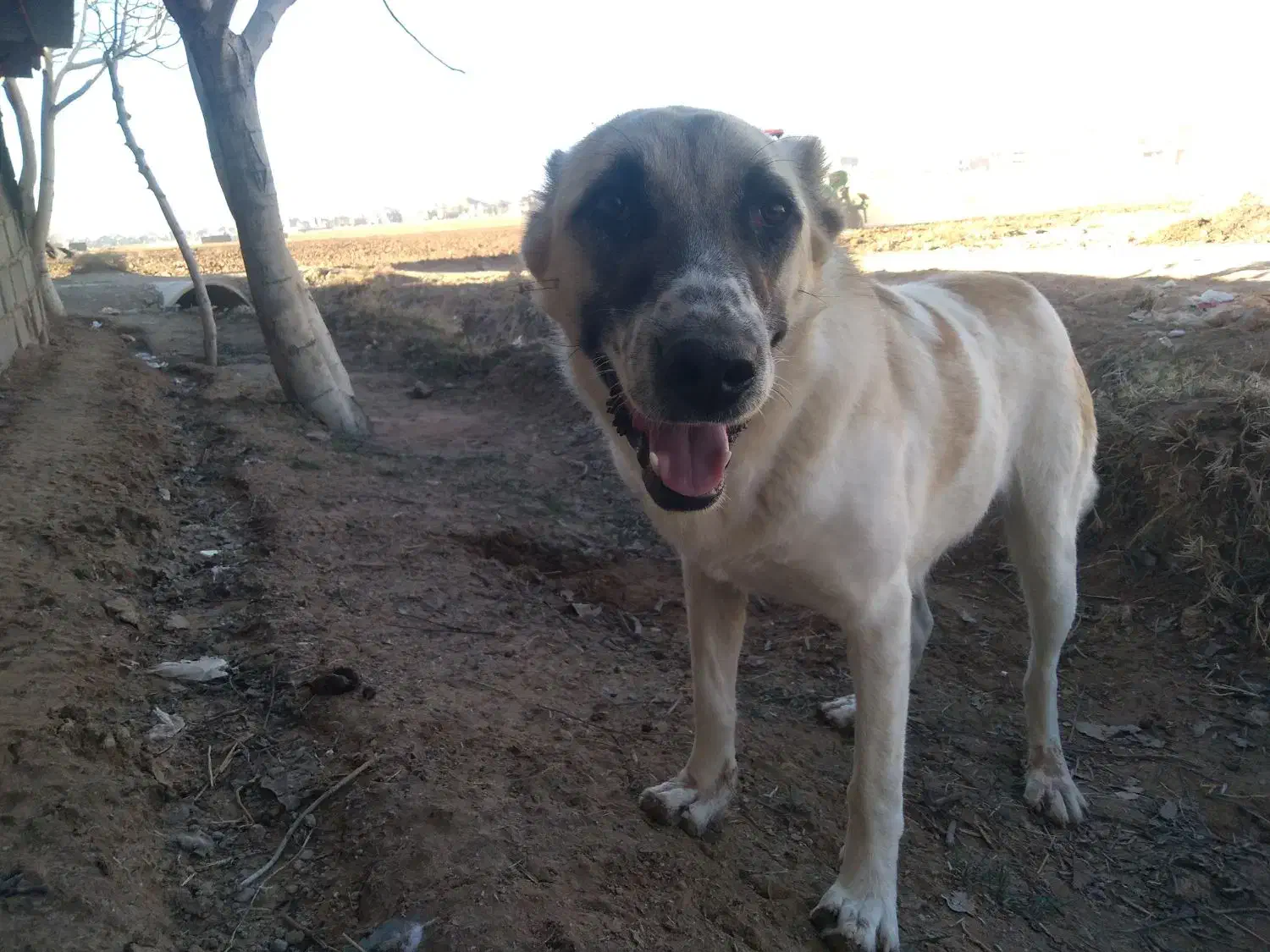 سگ گوجی|سگ|اسفراین, |دیوار