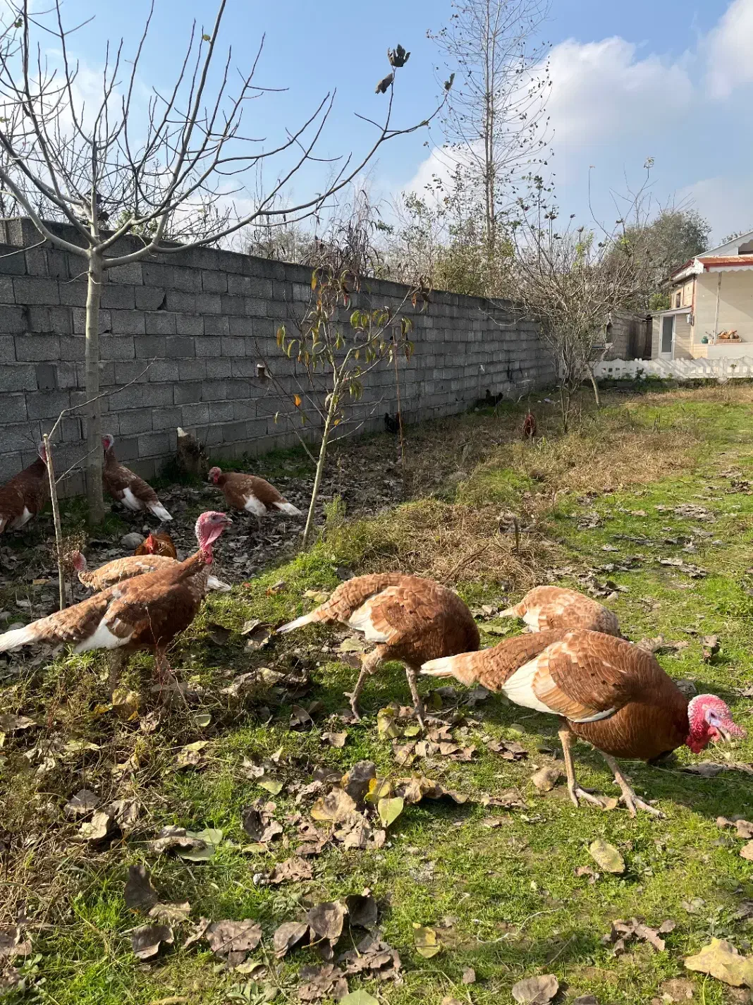 بوقلمون بوربن|حیوانات مزرعه|آستانه اشرفیه, |دیوار