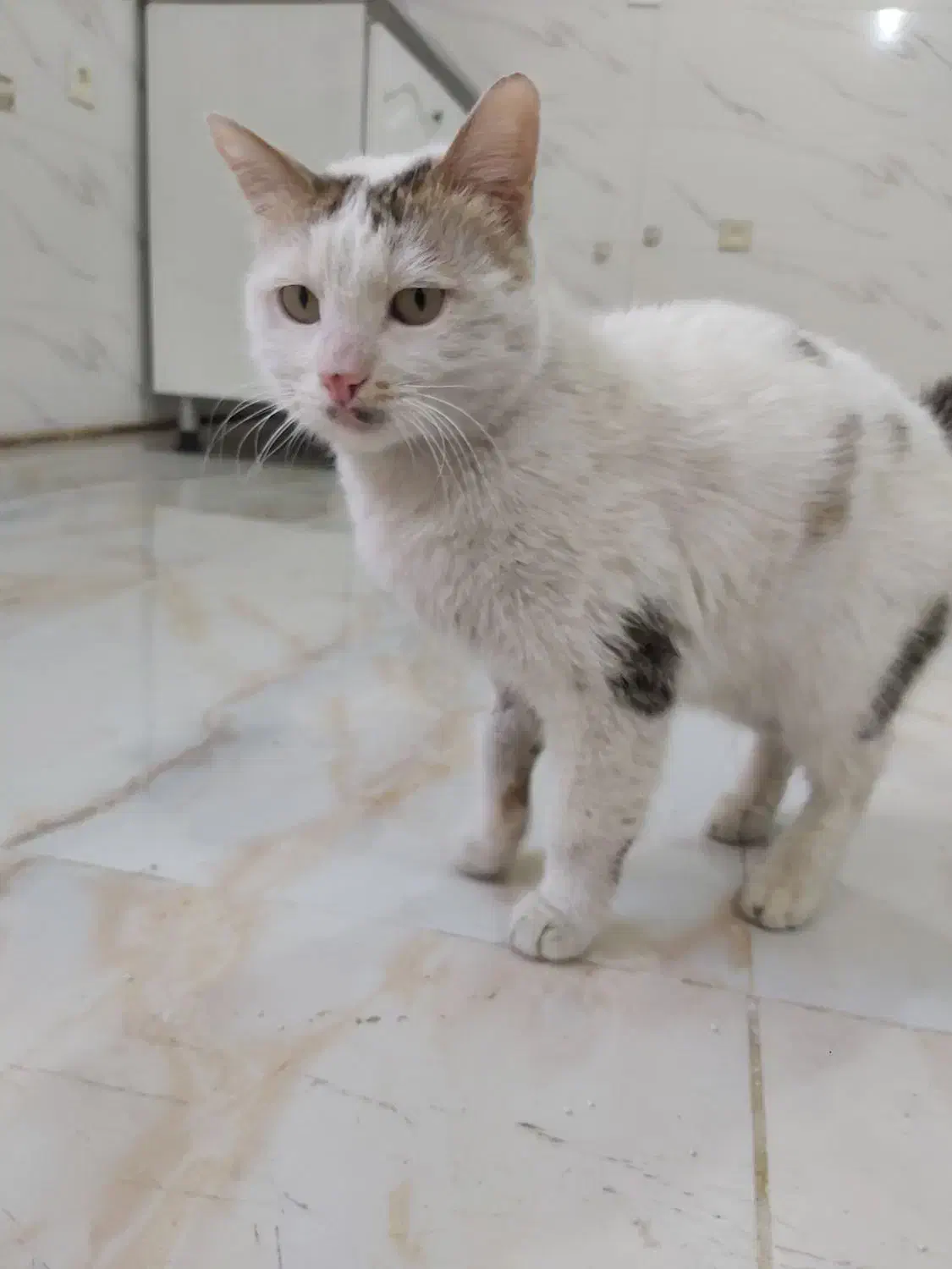 گربه dsh|گربه|ورامین, ورامین|دیوار