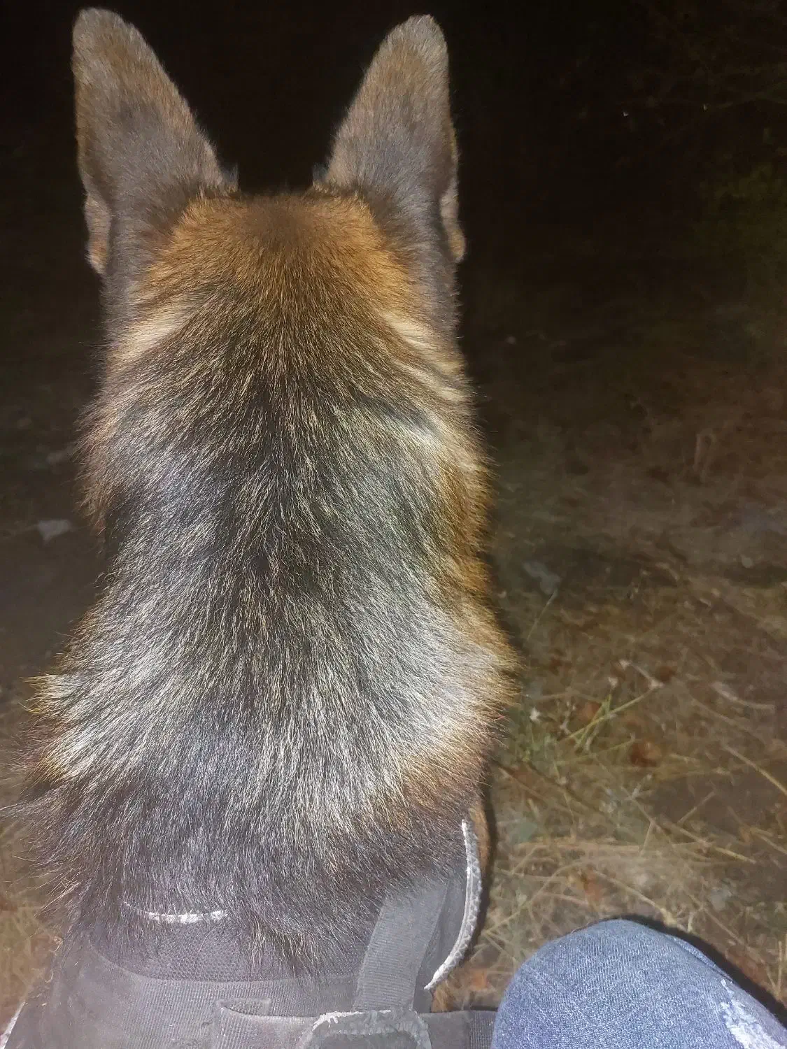 سگ ژرمن شپرد شوالین|سگ|تبریز, |دیوار