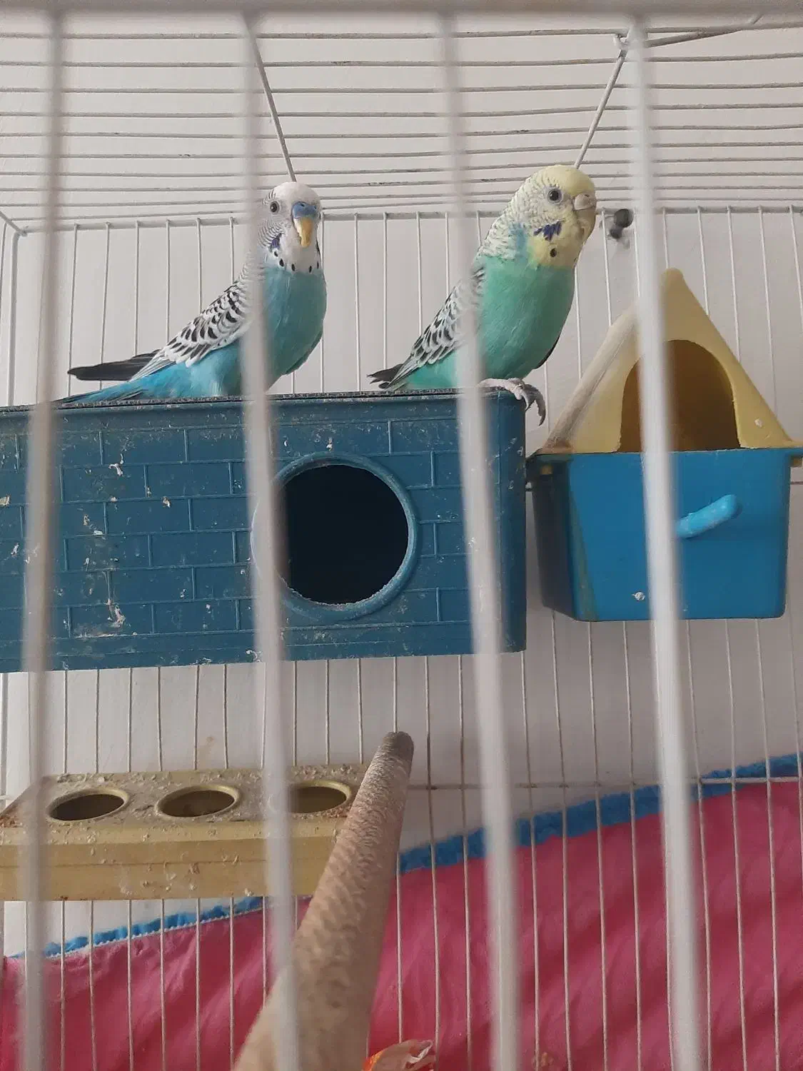 یک جفت مرغ عشق|پرنده|خاش, |دیوار