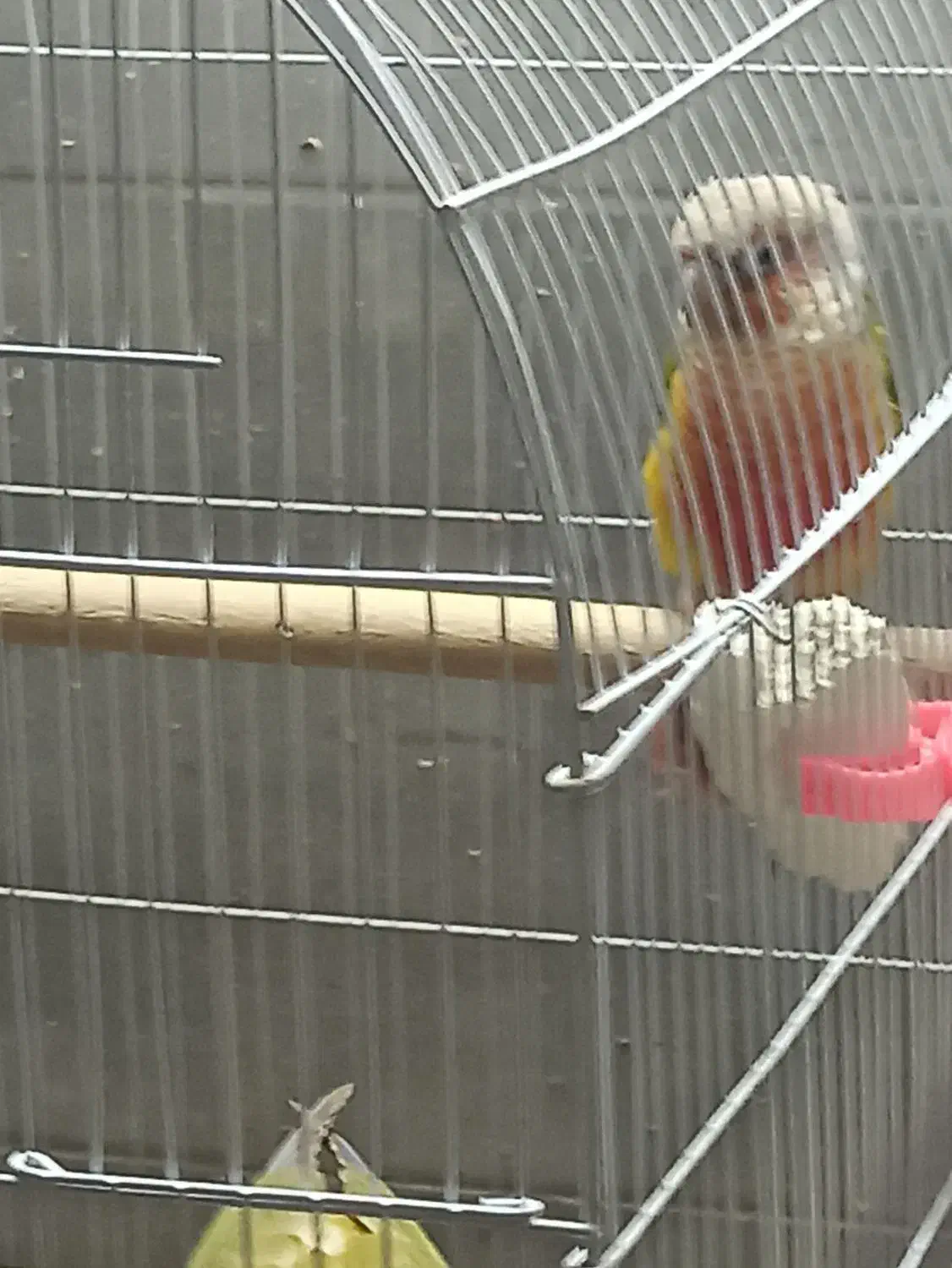 جفت طوطی گرینچیک مولد|پرنده|اصفهان, شمس آباد|دیوار