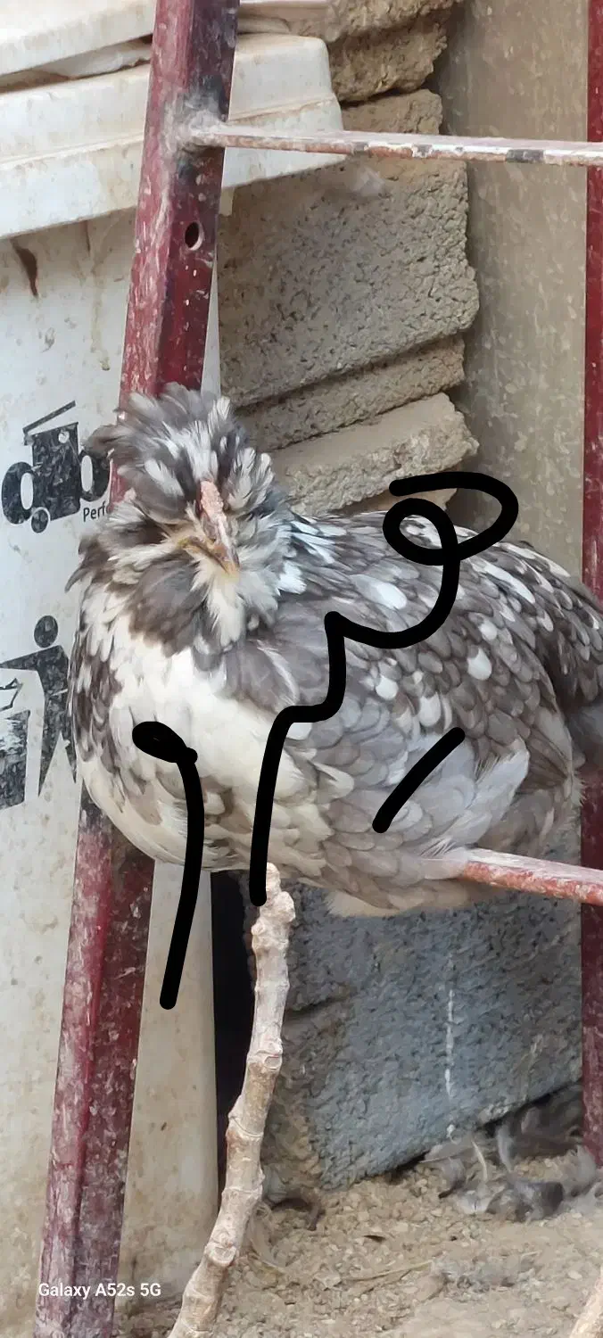 تخم مرغ نطفه دار گلین هیرو|حیوانات مزرعه|کهریزک, |دیوار