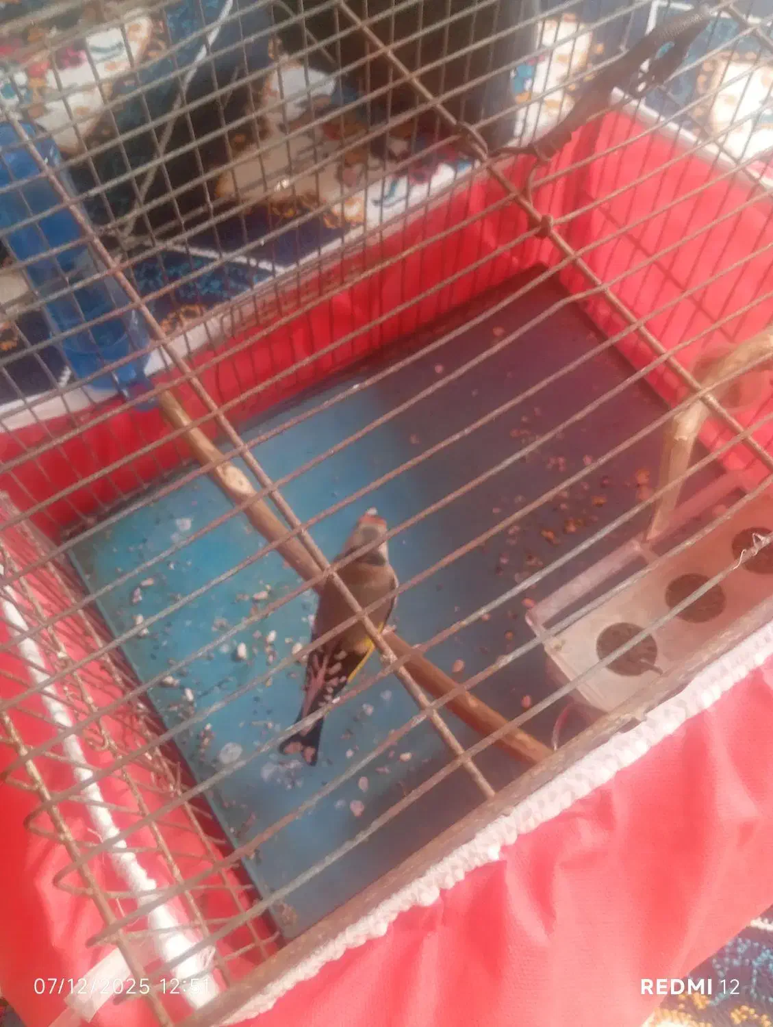 سهره ماده جوجه قفس|پرنده|قصرشیرین, |دیوار