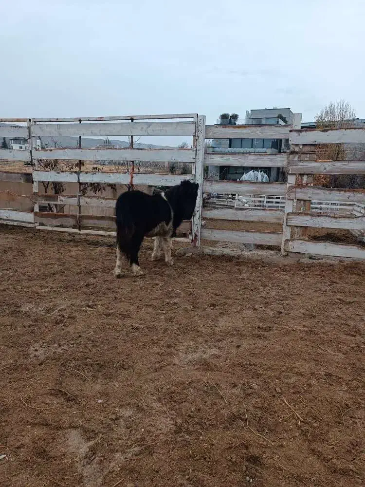 فروش اسب|اسب و تجهیزات اسب‌سواری|لواسان, |دیوار