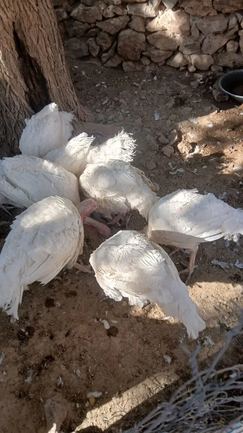 بوقلمون|حیوانات مزرعه|بیستون, |دیوار