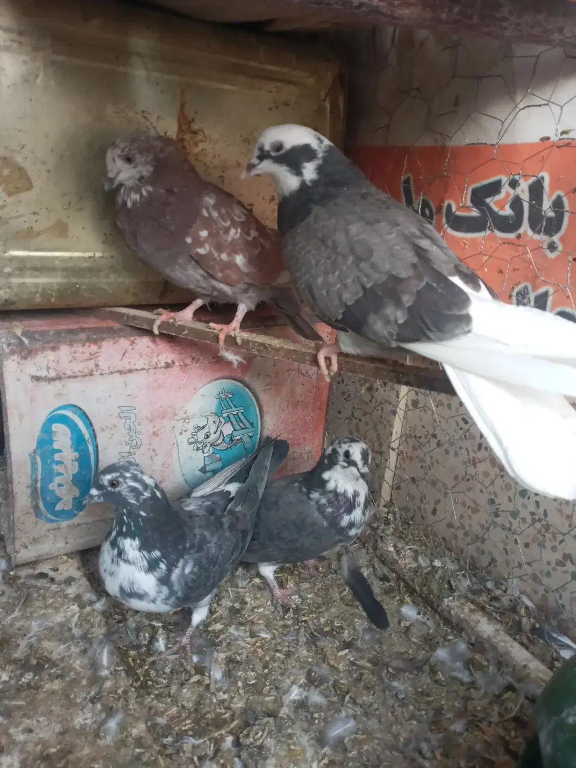 کاشونی|پرنده|فولادشهر, فولادشهر|دیوار