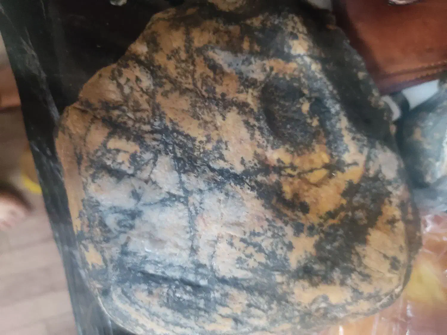 شجر|کلکسیون اشیاء عتیقه|شیراز, دشت چنار|دیوار