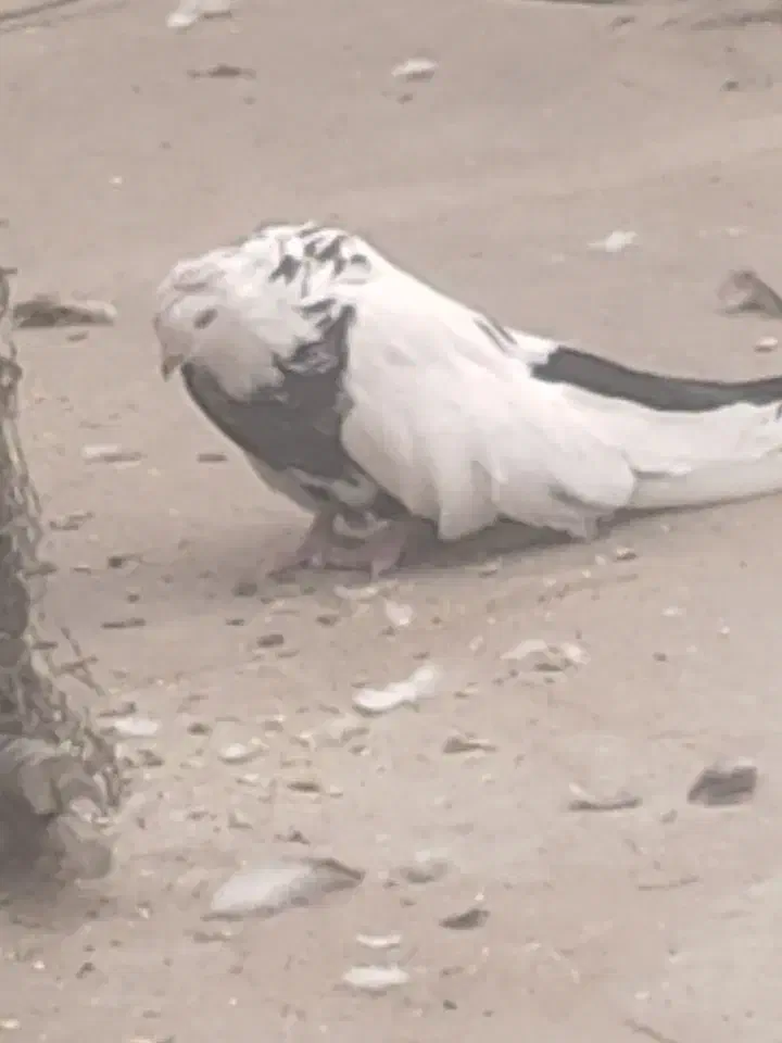 فروشی دم سیاه نر جوان|پرنده|میانه, |دیوار