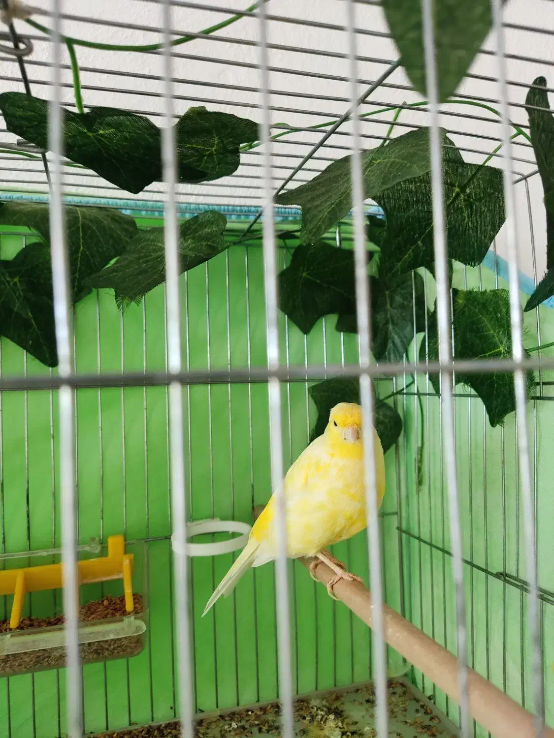 قناری نر مست 2ساله سالم قواردار|پرنده|سقز, |دیوار