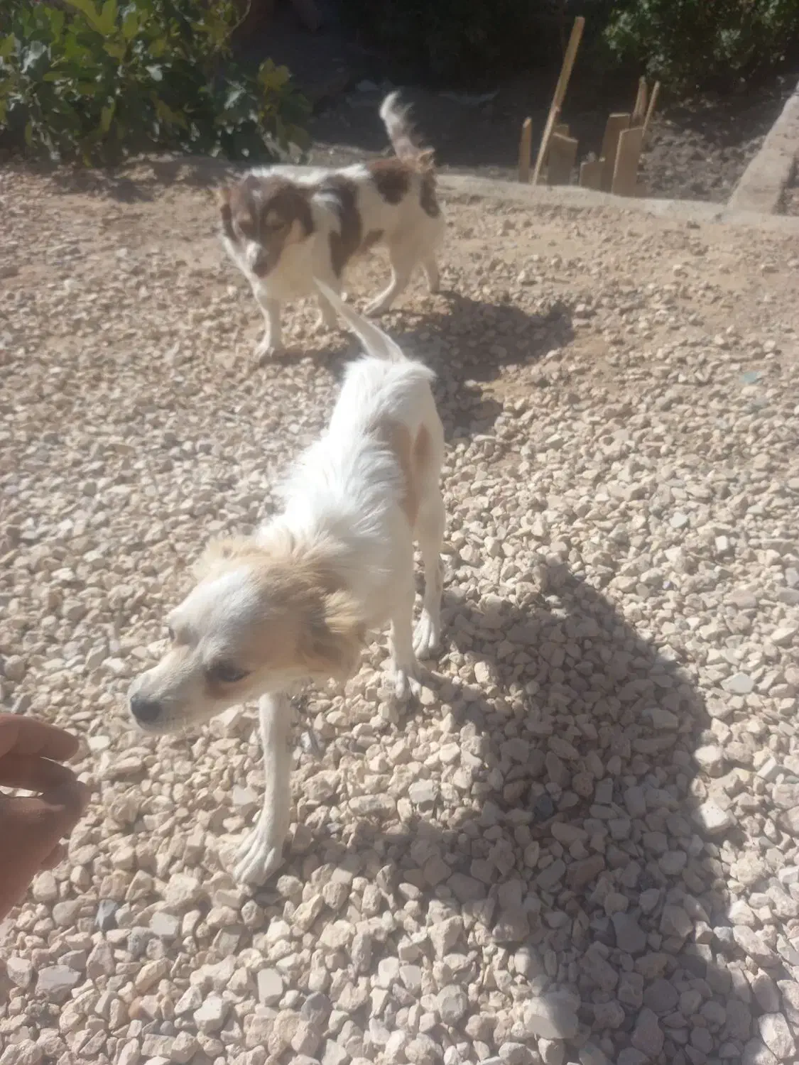 سگ پاپی خوشگل تربیت شده باهوش|سگ|اصفهان, نصرآباد|دیوار