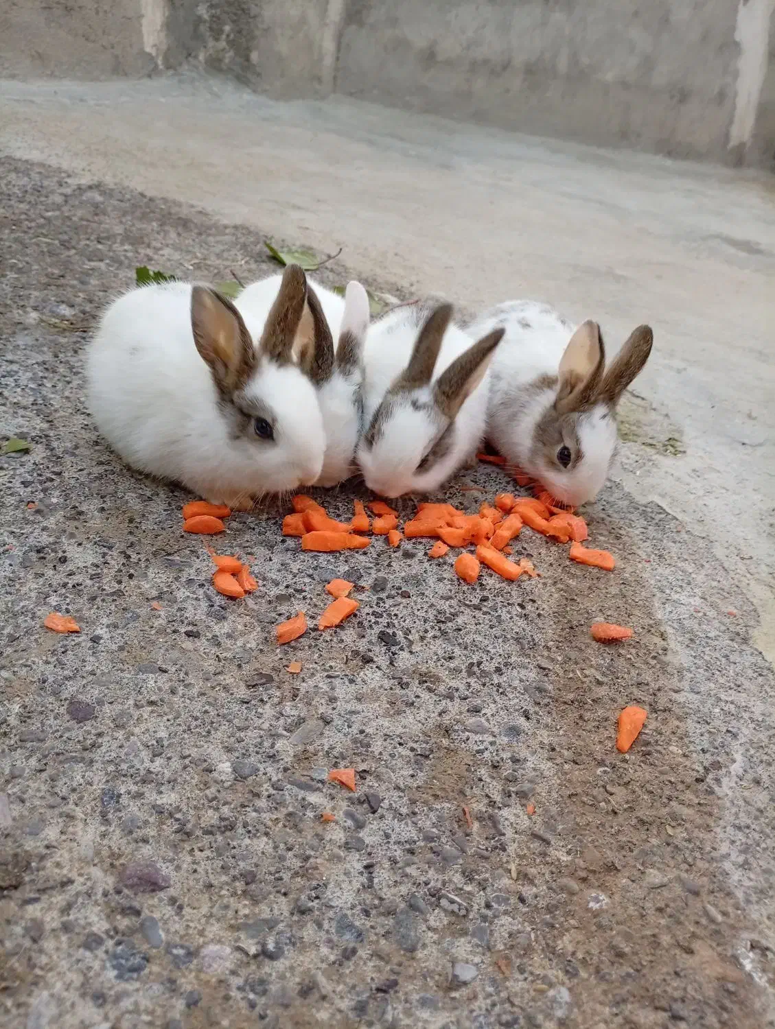 فروشی|موش و خرگوش|انگوت, |دیوار