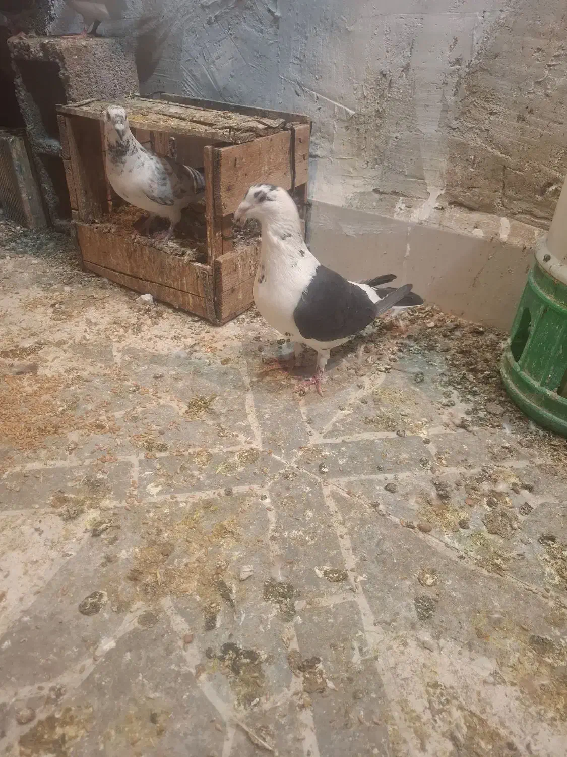 نر ماده گوره ای|پرنده|بهبهان, |دیوار