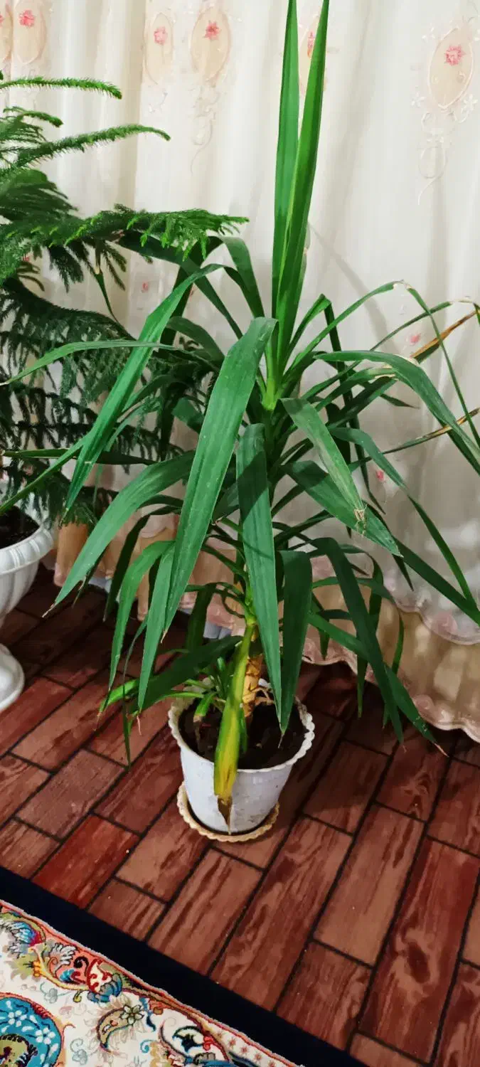گل کاج ک یوکا بزرگ|گل و گیاه طبیعی|قم, حاج زینل|دیوار