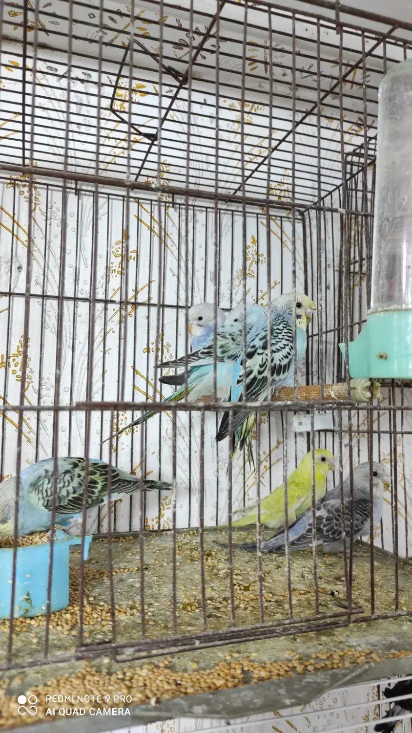 مرغ مینا جفت خورده با یکبار سابقه جوجه دهی|پرنده|رشت, علی آباد|دیوار