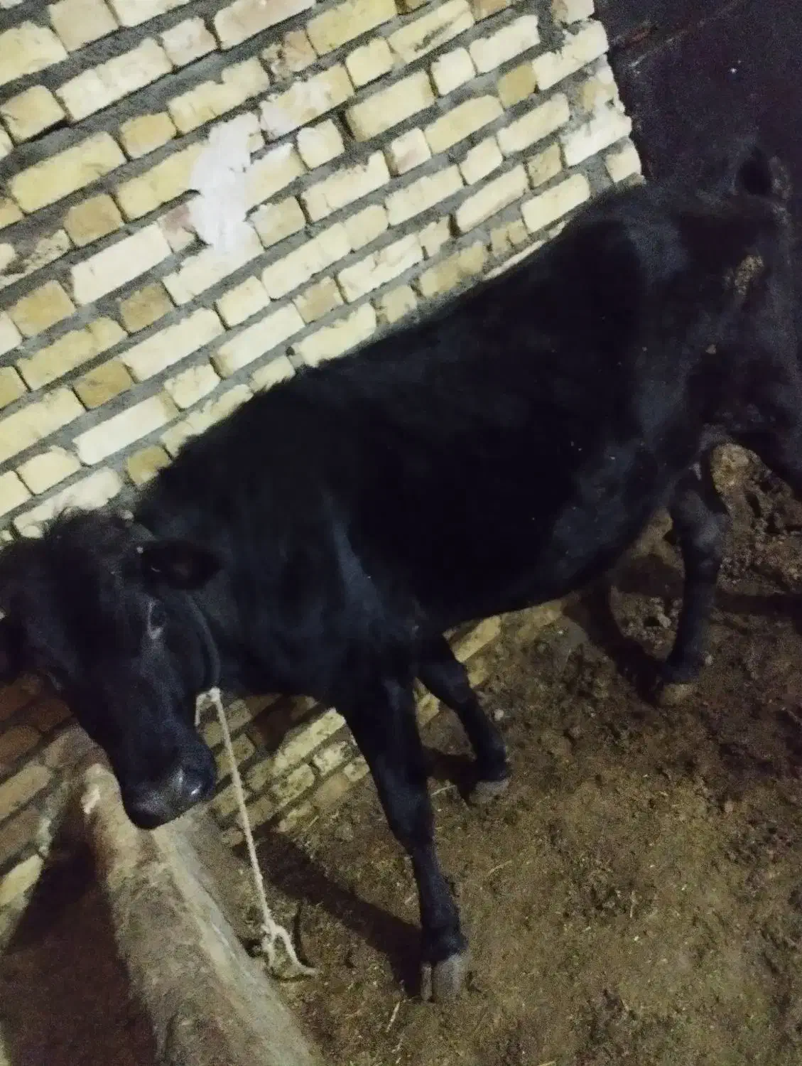 گاو چاق|حیوانات مزرعه|شادیان, |دیوار