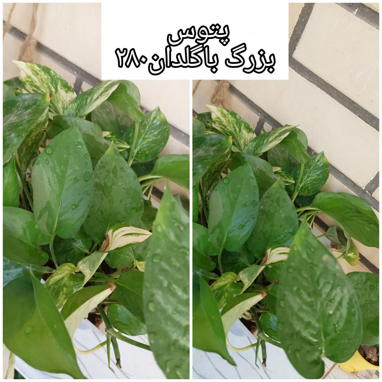 گلهای شاداب وارزان|گل و گیاه طبیعی|چابهار, |دیوار