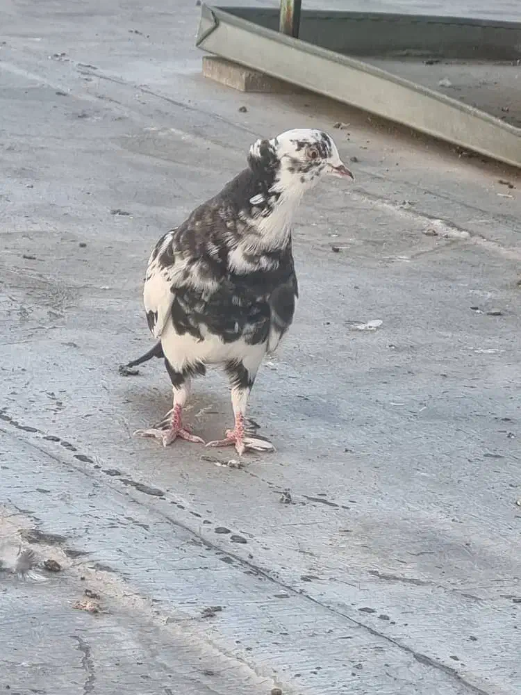 دوتا جوجه پرشی یه نر پرشی کاکل دار موش پا|پرنده|قم, زنبیل آباد|دیوار