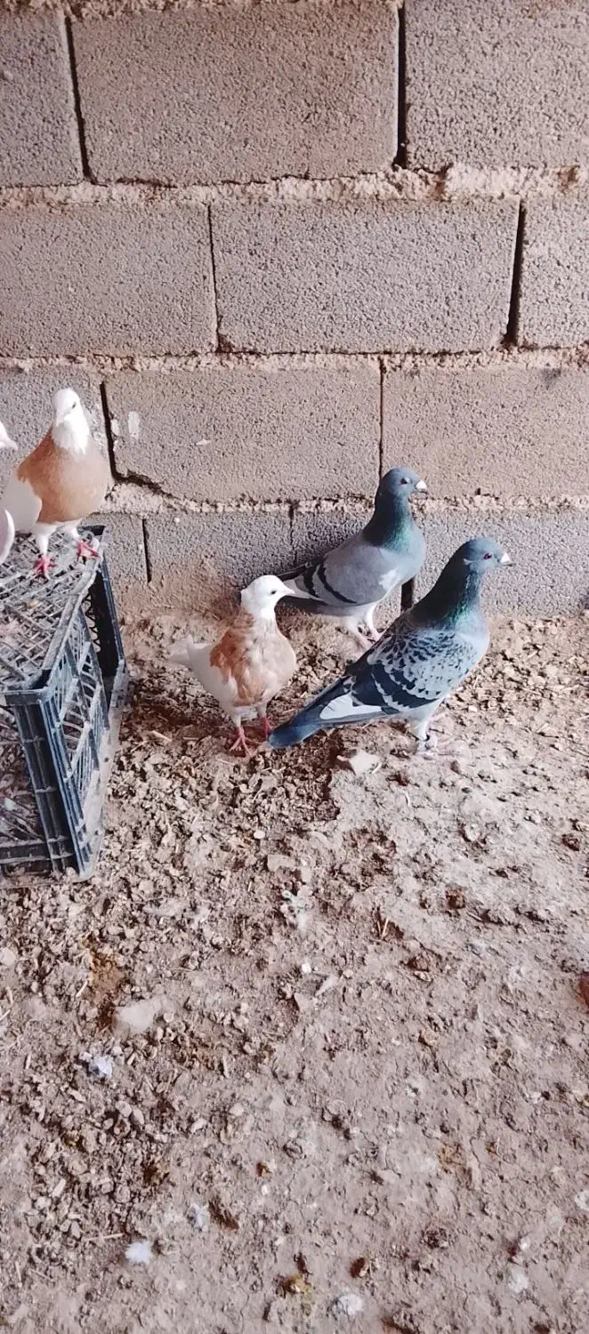 تعدادی کبوتر طوقی.  قیمت مناسب به فروش می‌رسد|پرنده|هلالی, |دیوار