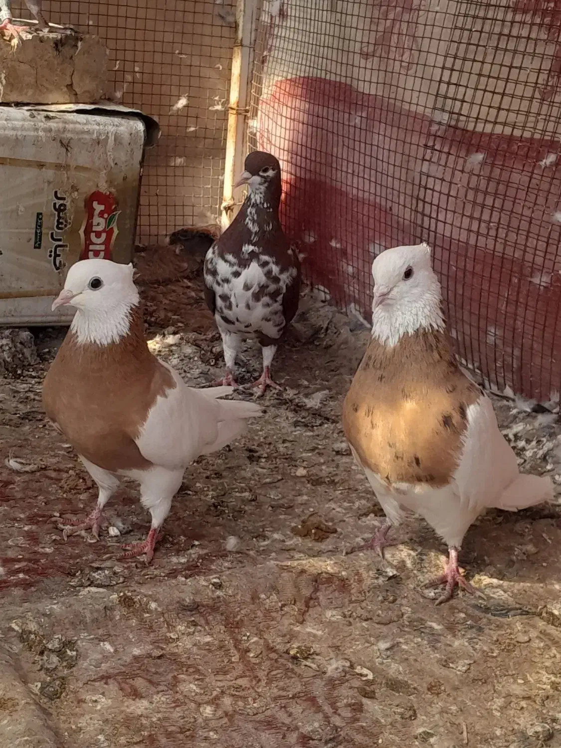 فروشی|پرنده|شیراز, شهرک بهار|دیوار