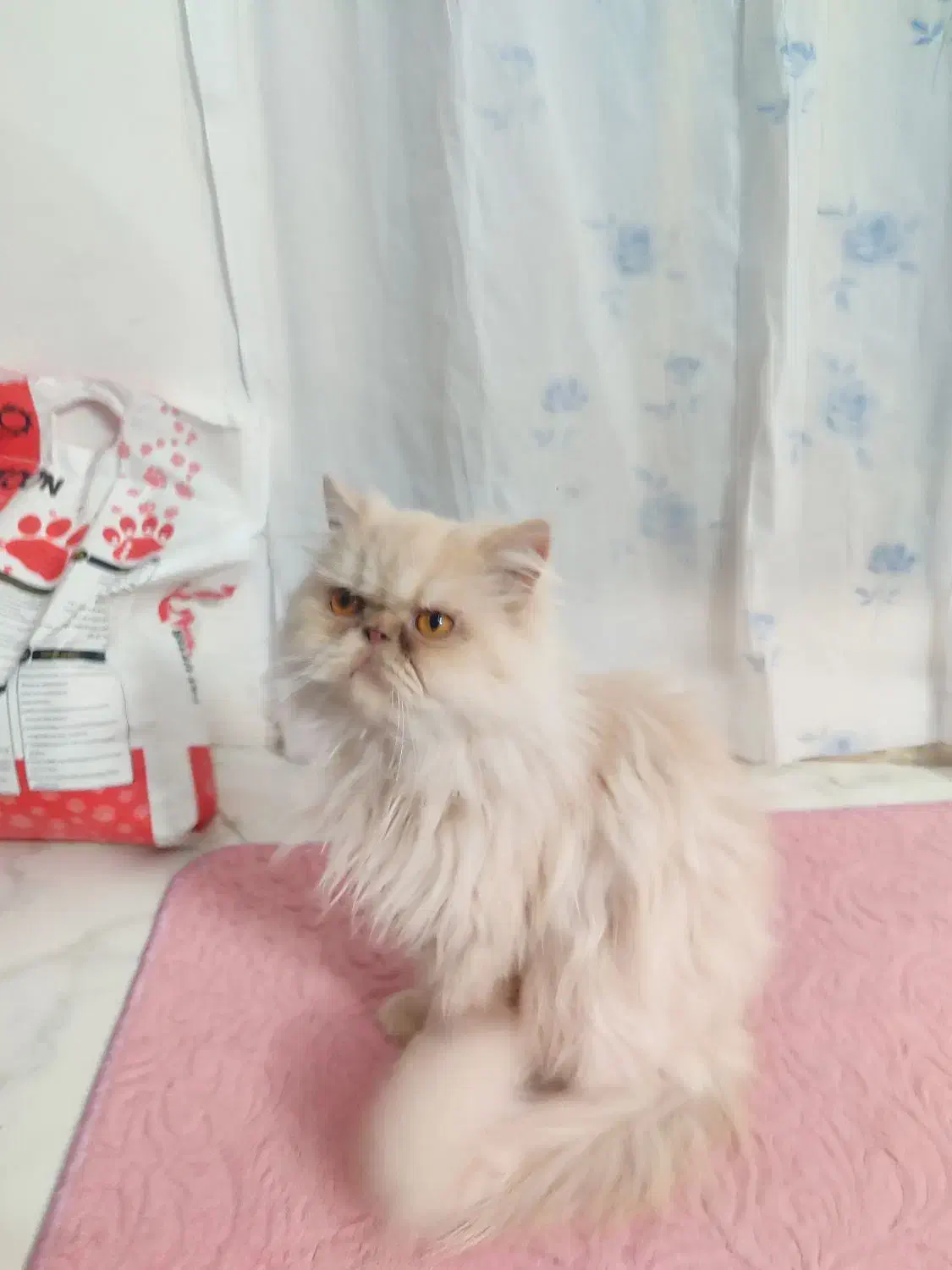 پرشین بازیگوش وباحال|گربه|مشهد, امام خمینی|دیوار