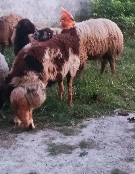 گوسقند.قوچ نر تخمی بروجردی|حیوانات مزرعه|طبقده, |دیوار