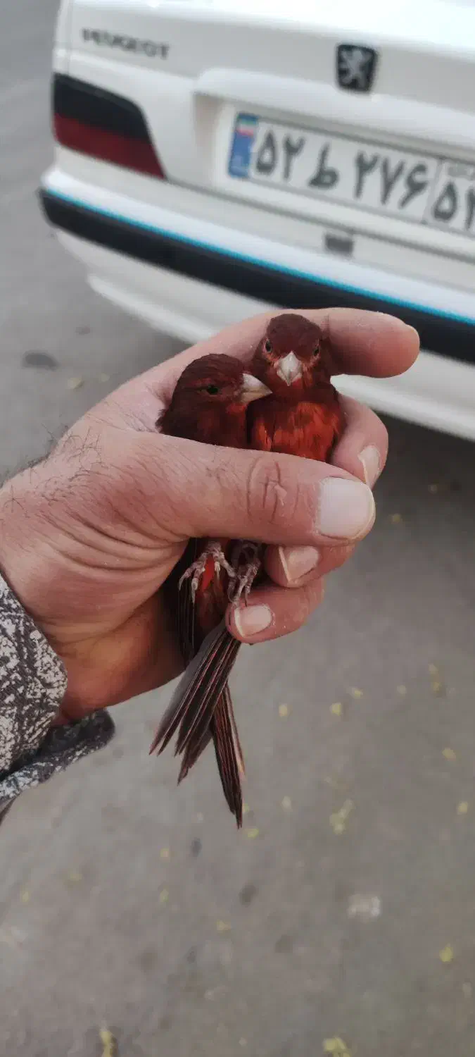 جفت سوخته سرخ و سهره چونه خطی|پرنده|شهرضا, |دیوار