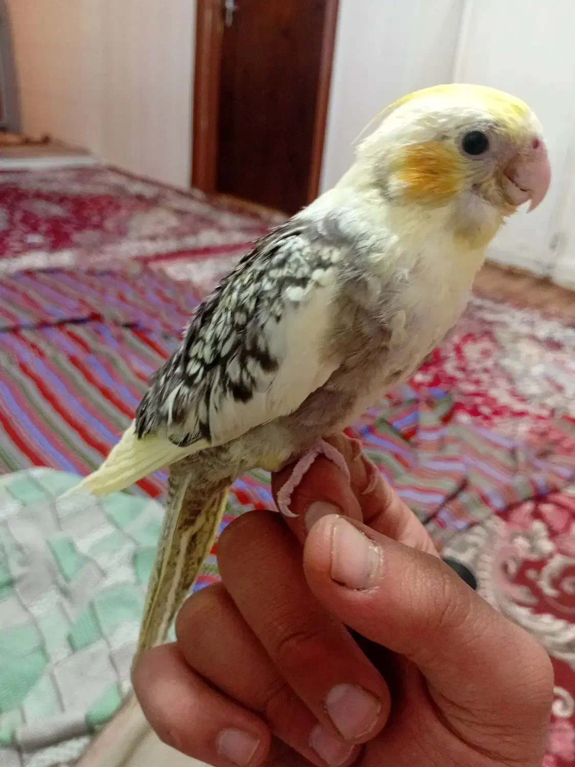 جوجه عروس هلندی|پرنده|ارومیه, |دیوار