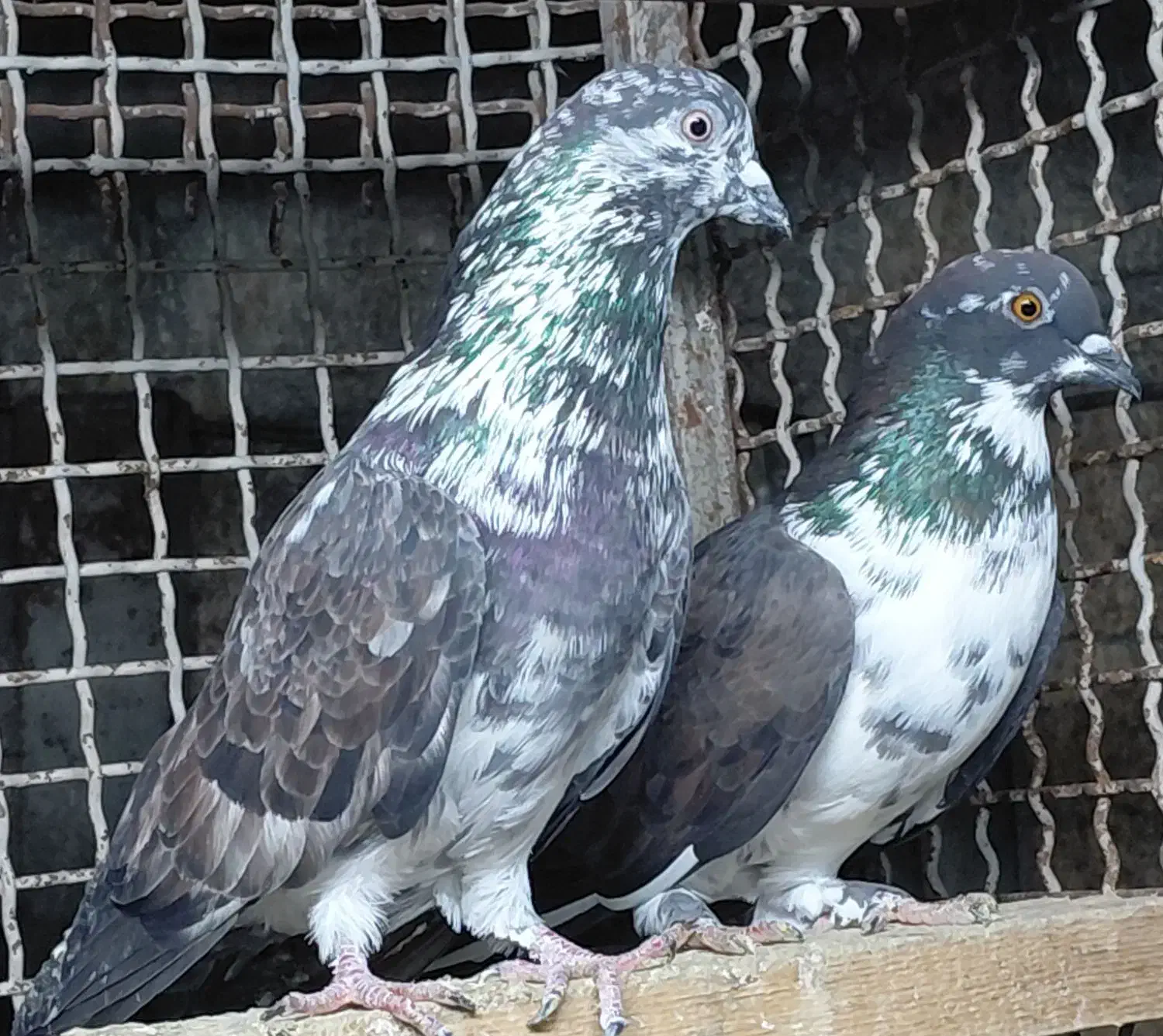 کبوتر قاره و قوچی درجه یک|پرنده|قائمشهر, |دیوار