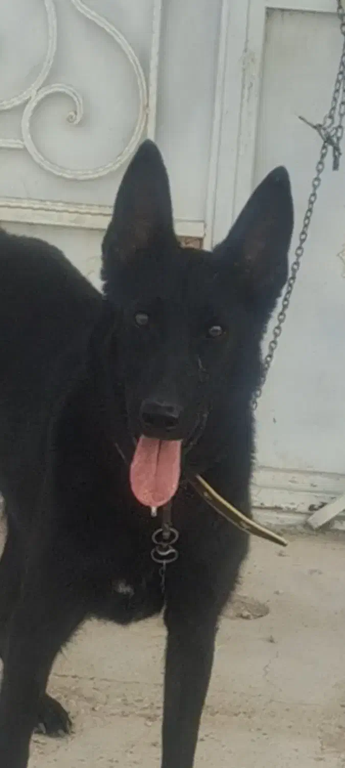 مالینیوز بلک ماده|سگ|سیرجان, |دیوار