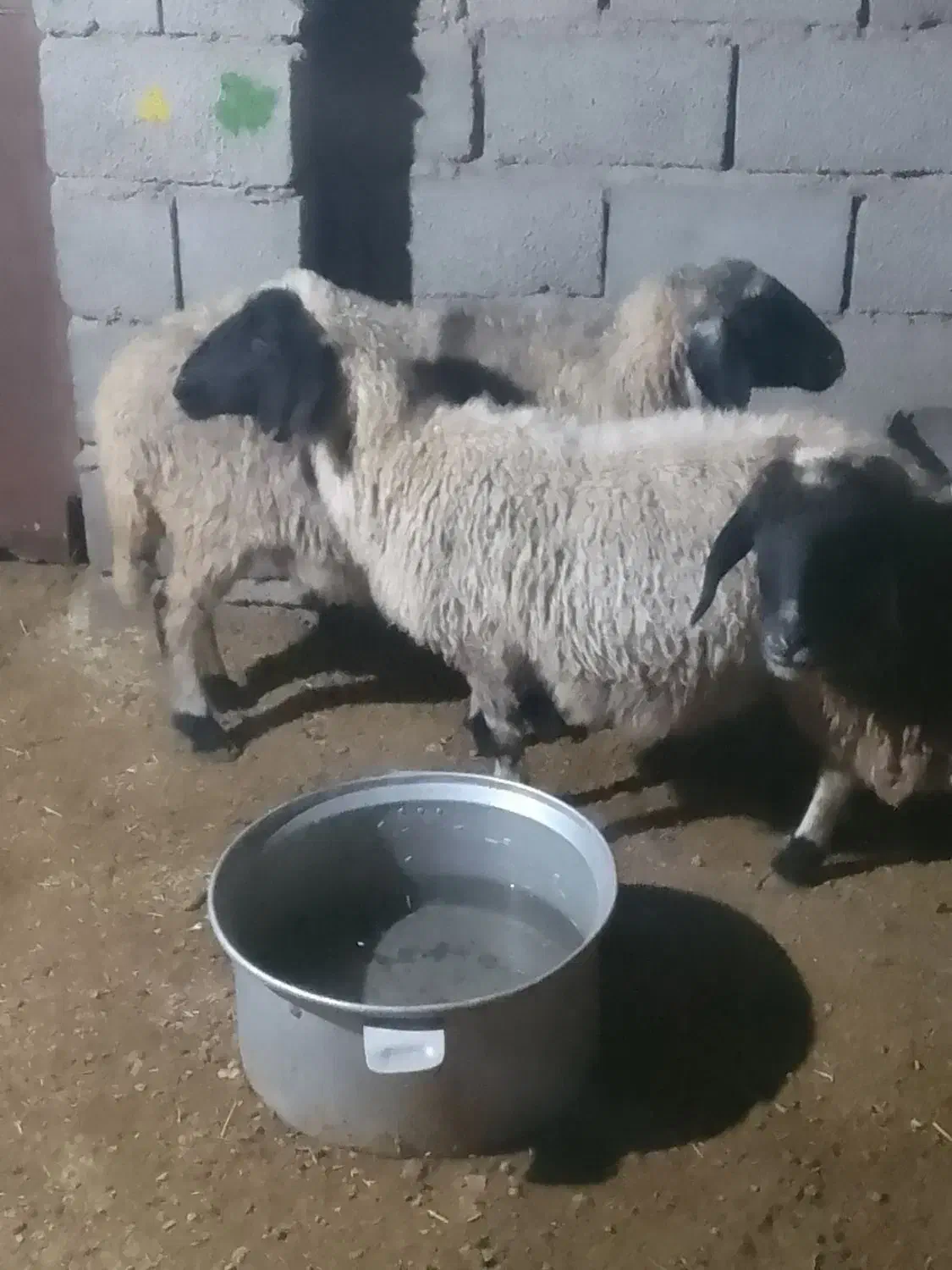 میش|حیوانات مزرعه|رفسنجان, |دیوار