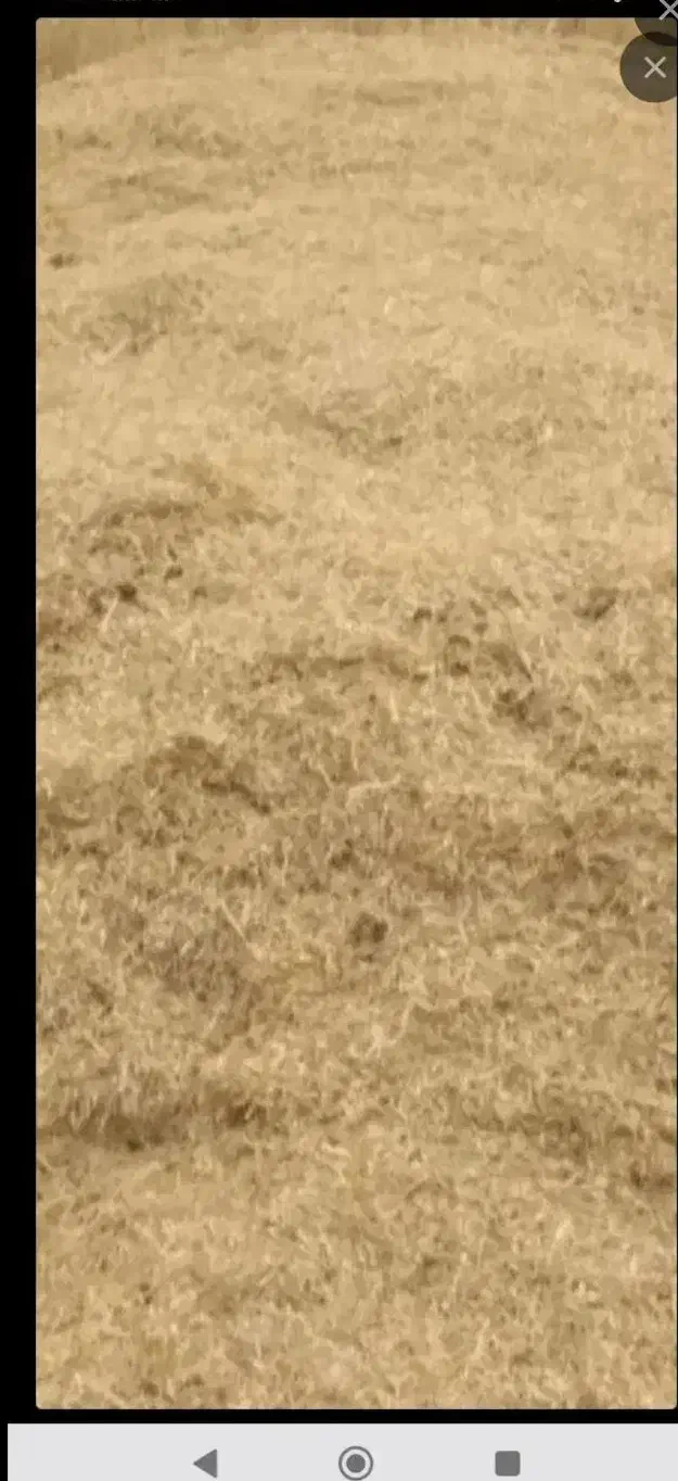 کاه درجه یک|لوازم جانبی حیوانات|کبودرآهنگ, |دیوار