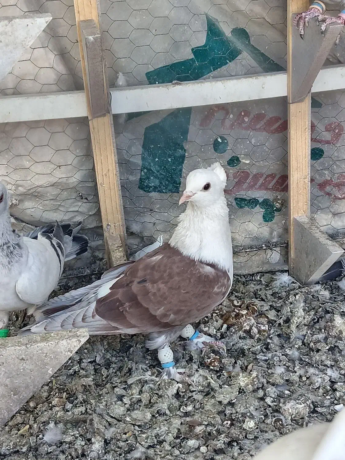 کله سفید کاکلی|پرنده|بیرجند, |دیوار