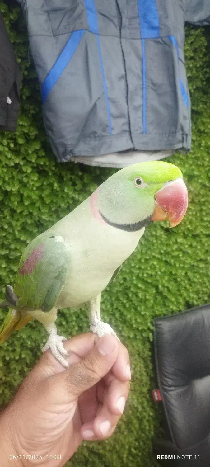 شاه طوطی نر|پرنده|ری, اقدسیه|دیوار