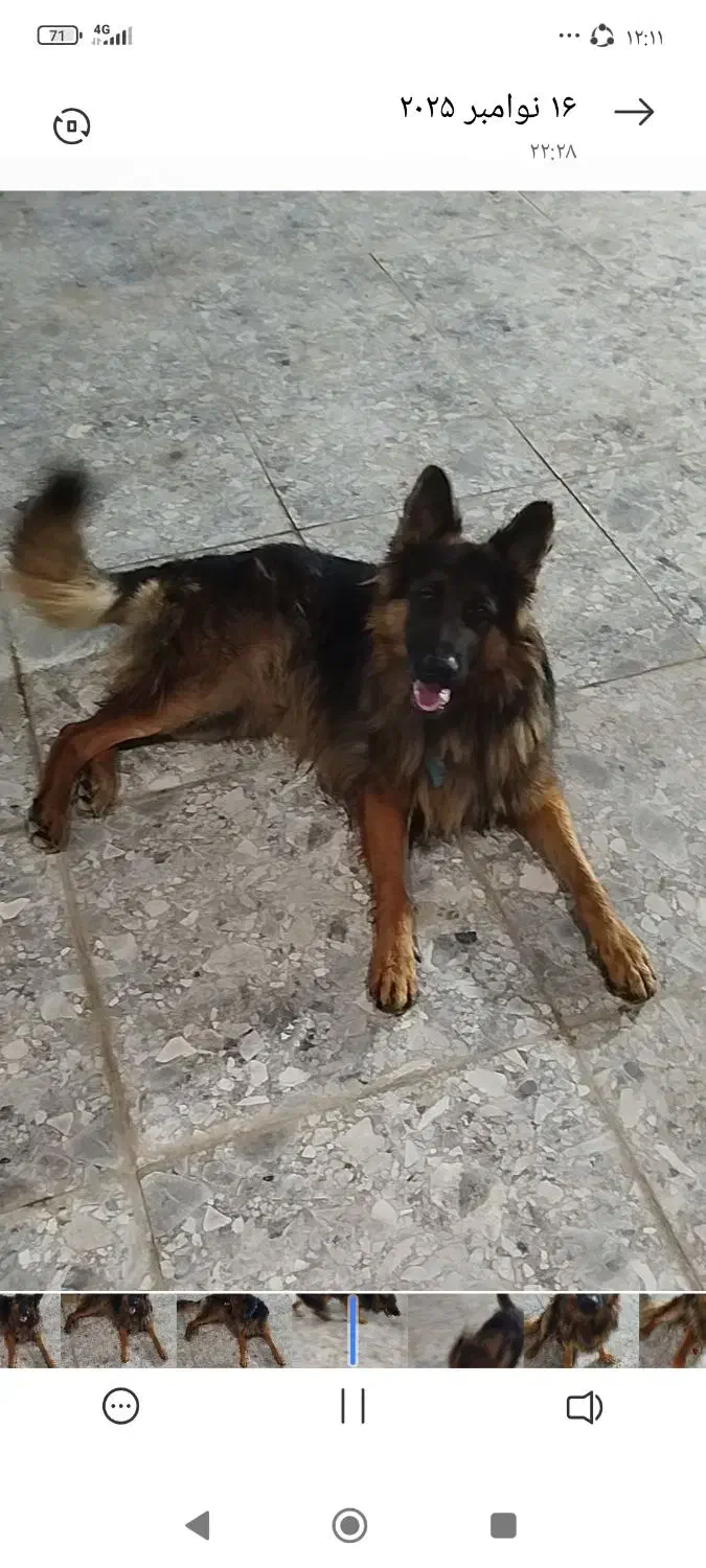 دوعدد سگ ژرمن|سگ|بوشهر, |دیوار