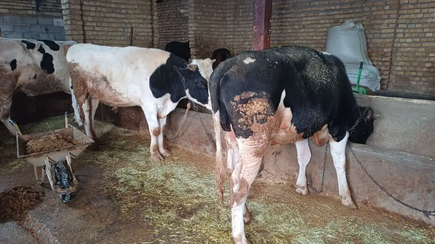 گوساله|حیوانات مزرعه|خاوه, |دیوار