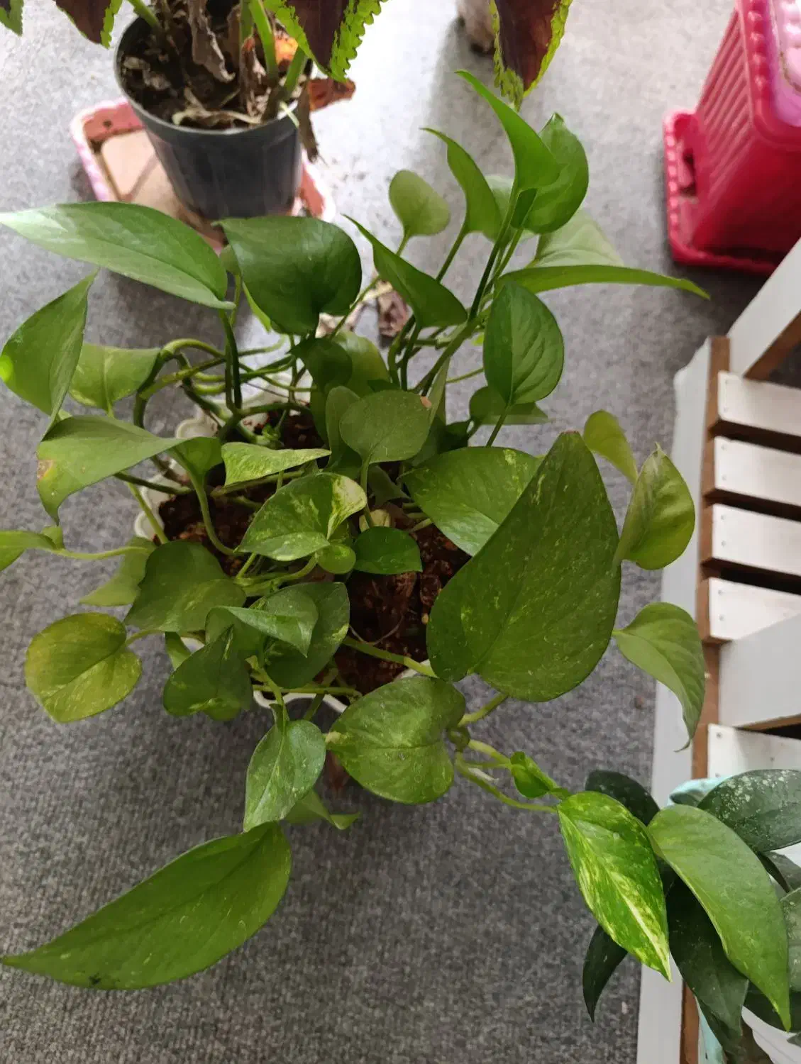 گلهای طبیعی|گل و گیاه طبیعی|مرودشت, فاز اول شهرک فرهنگیان|دیوار