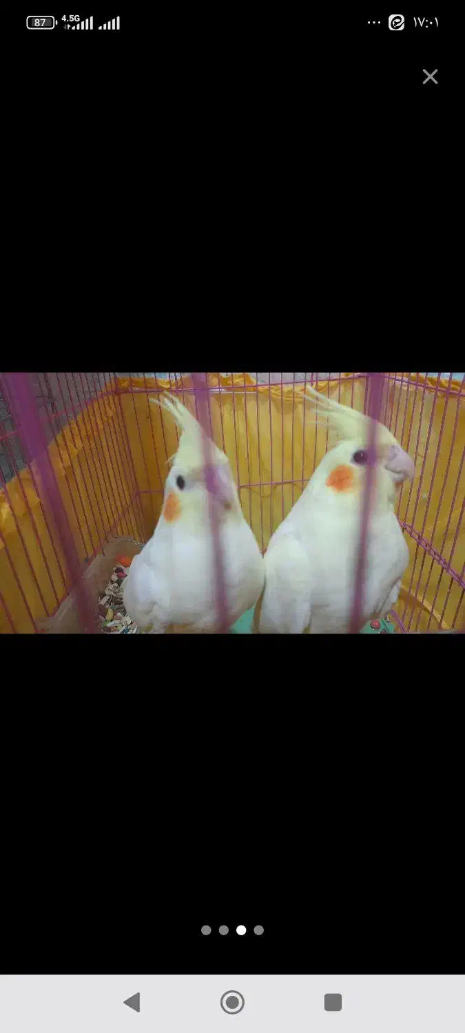 یک جفت عروس هلندی|پرنده|مسجد سلیمان, |دیوار