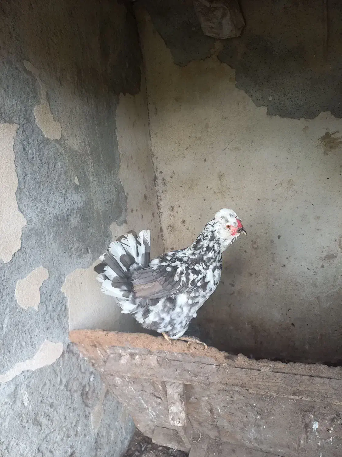 دوعدد مرغ کرچ گلین طوسی ریشو پنگوئنی چهل تاج|حیوانات مزرعه|بهنمیر, |دیوار