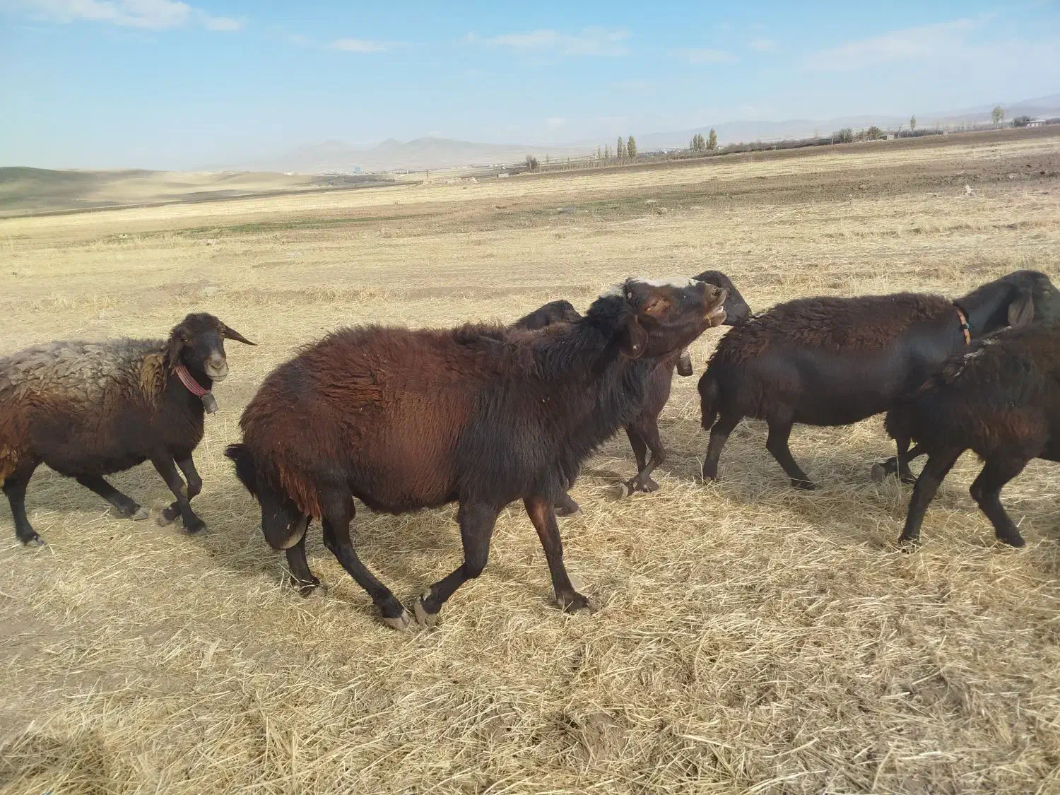 قوچ میش بره|حیوانات مزرعه|الیگودرز, |دیوار