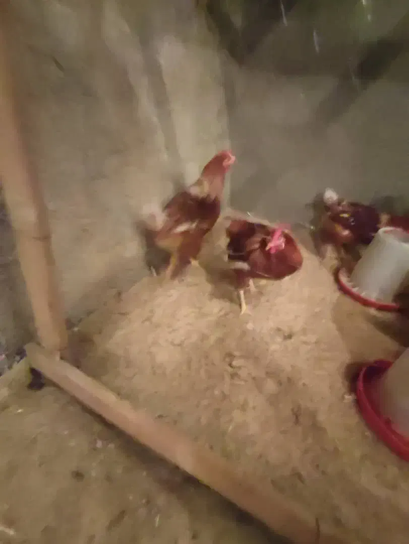 خروس نژاد سانپارس|حیوانات مزرعه|دهگلان, |دیوار