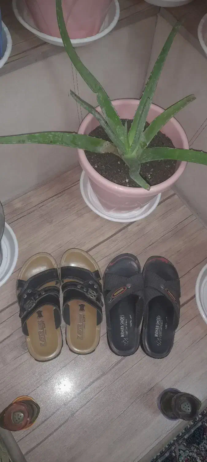 دمپایی|کیف، کفش، کمربند|سبزوار, هویزه|دیوار