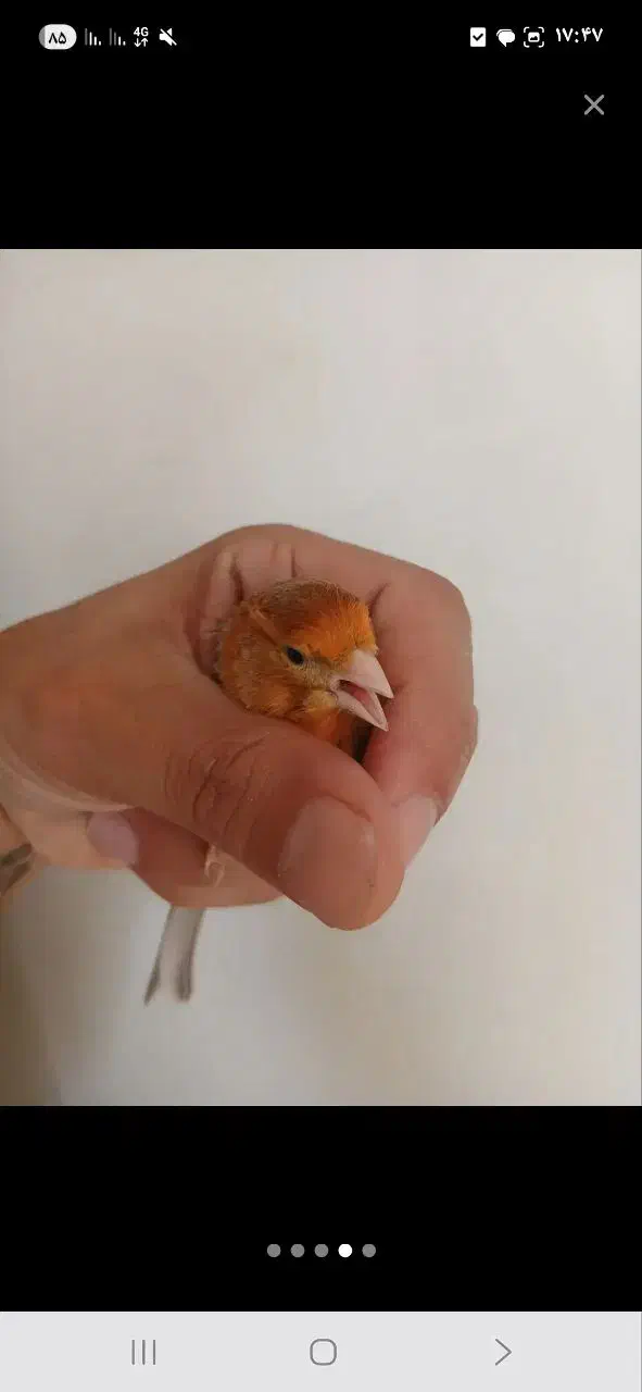 قنار نر سرخ بخون|پرنده|محمدشهر, علی آباد گونه|دیوار