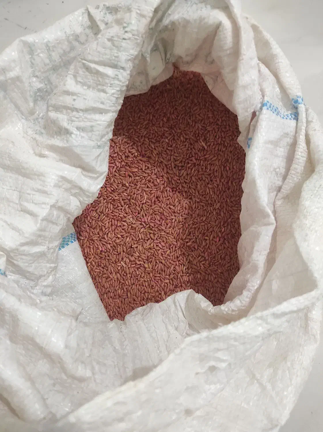 بذر گندم دیم|خدمات باغبانی و درختکاری|دهگلان, |دیوار