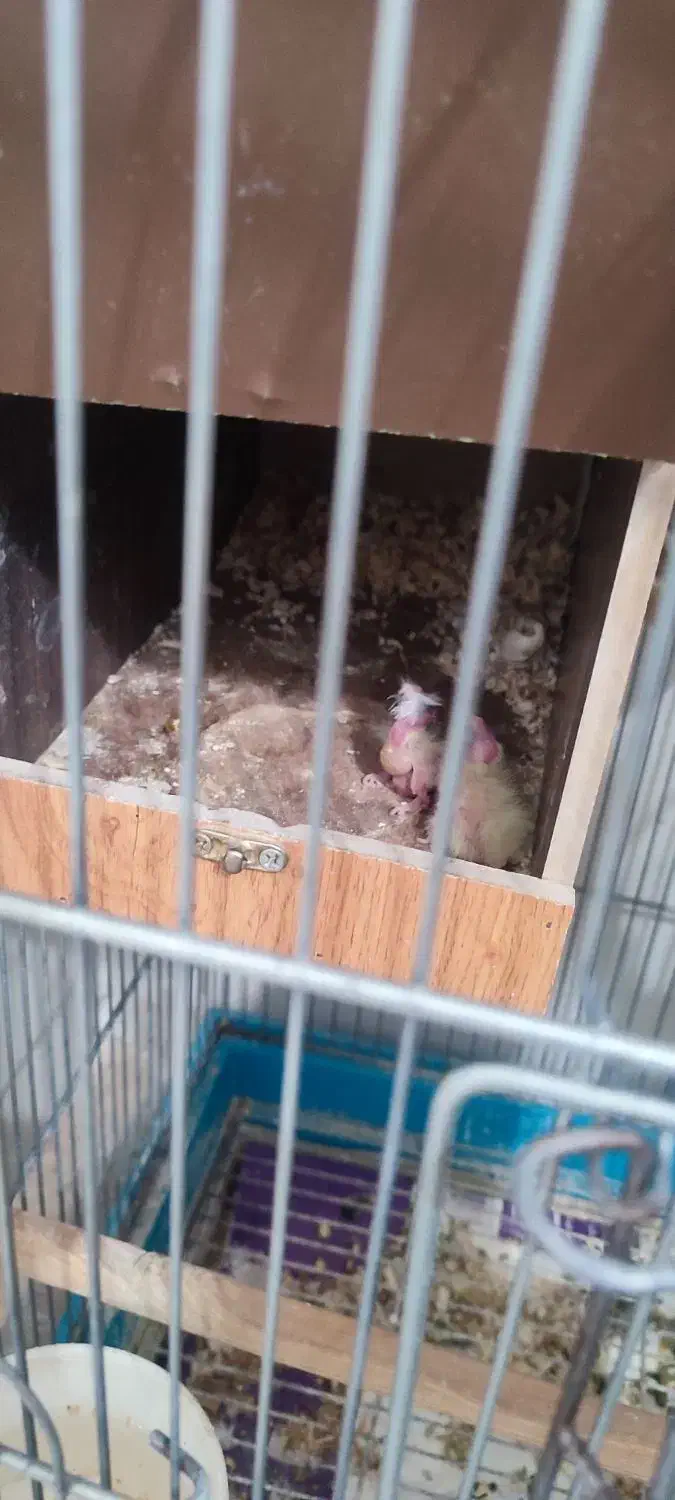 عروس هلندی با جوجه معاوضه با گرینچیک|پرنده|قرچک, باقرآباد|دیوار