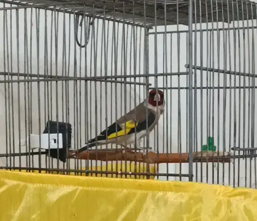 سهره نر|پرنده|تهران, صاحبقرانیه|دیوار