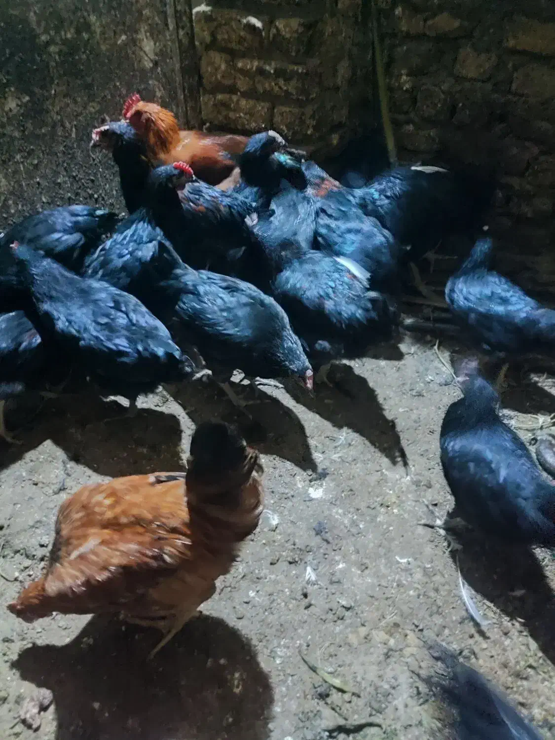 خروس سیاه|حیوانات مزرعه|مشهد, نیزه|دیوار