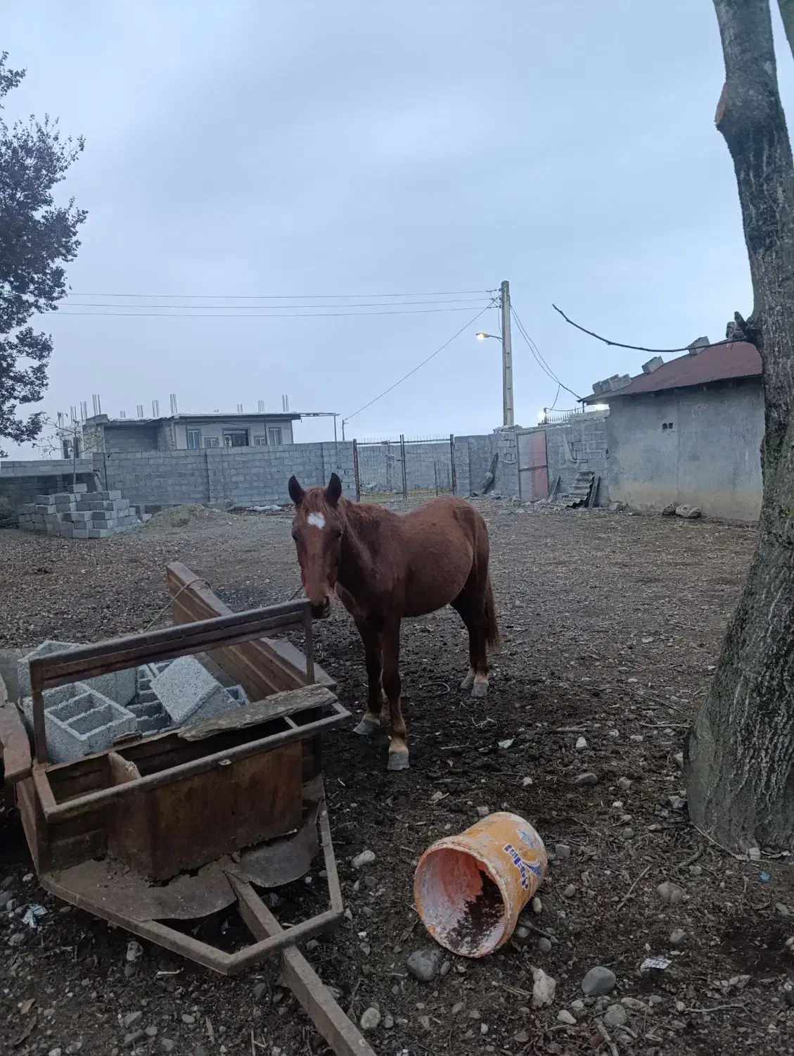 نریان|اسب و تجهیزات اسبسواری|اسالم, |دیوار