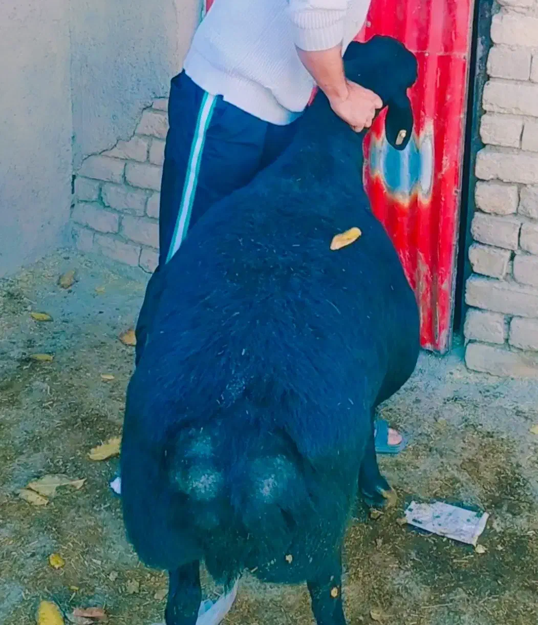 قوچ میش بره قره قزل بز گوسفند سگ گله گاو|حیوانات مزرعه|رزن, |دیوار